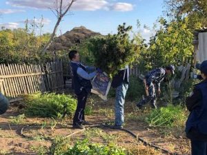 В  Псковской области полицейские раскрыли масштабную плантацию конопли